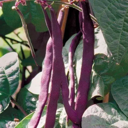 Seed Savers Exchange Bean, Purple Podded Pole Seed Savers Exchange