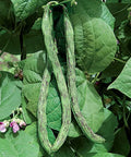 Seed Savers Exchange Bean, Rattlesnake Snap Seed Savers Exchange