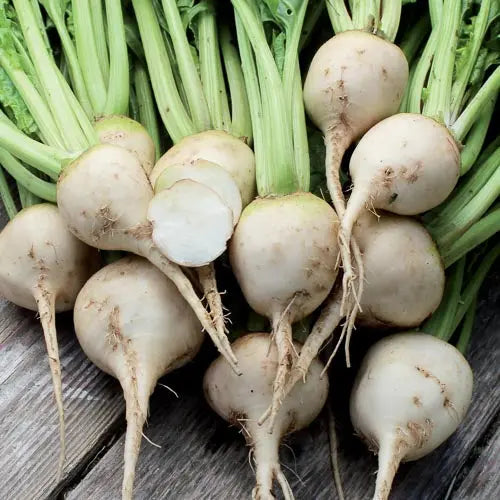 Seed Savers Exchange Beet, Albino Seed Savers Exchange