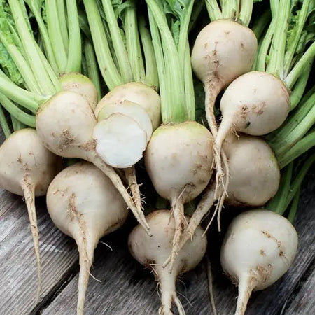 Seed Savers Exchange Beet, Albino Seed Savers Exchange