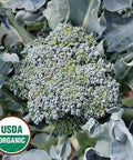 Seed Savers Exchange Broccoli, Calabrese (Organic) Seed Savers Exchange