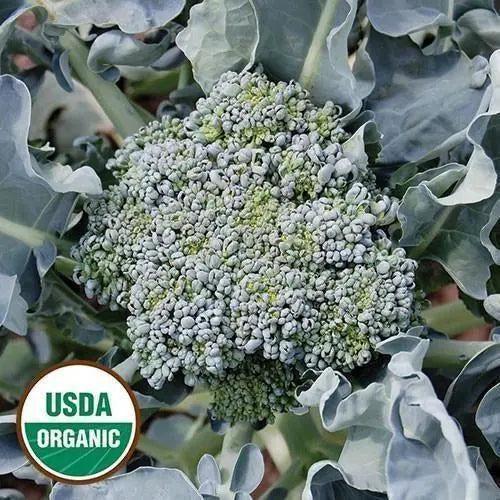 Seed Savers Exchange Broccoli, Calabrese (Organic) Seed Savers Exchange