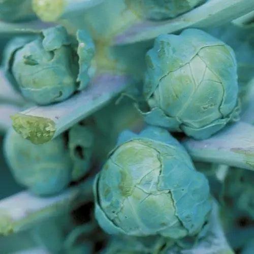 Seed Savers Exchange Brussels Sprouts, Long Island Seed Savers Exchange