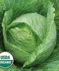 Seed Savers Exchange Cabbage, Early Jersey Wakefield (Organic) Seed Savers Exchange