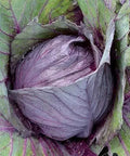 Seed Savers Exchange Cabbage, Red Kalibos Seed Savers Exchange