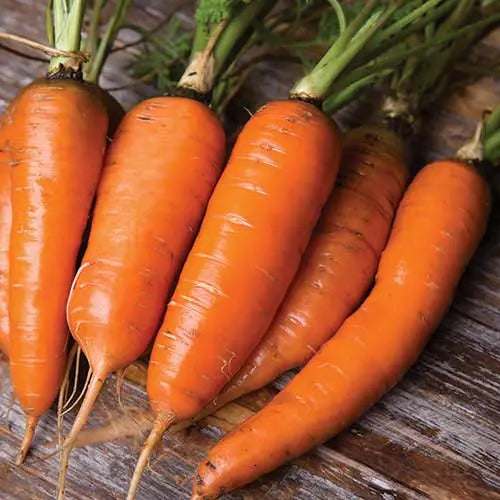 Seed Savers Exchange Carrot, Danvers Seed Savers Exchange