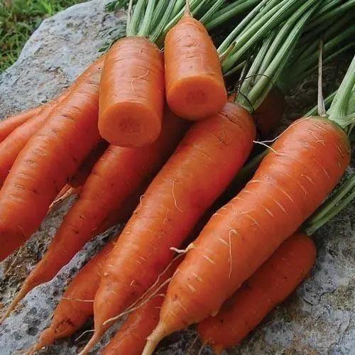 Seed Savers Exchange Carrot, Red Cored Chantenay Seed Savers Exchange