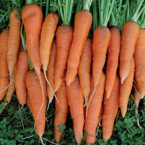 Seed Savers Exchange Carrot, St. Valery Seed Savers Exchange