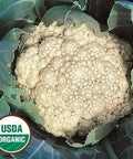 Seed Savers Exchange Cauliflower, Early Snowball (Organic) Seed Savers Exchange