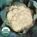 Seed Savers Exchange Cauliflower, Early Snowball (Organic) Seed Savers Exchange