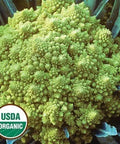 Seed Savers Exchange Cauliflower, Romanesco (Organic) Seed Savers Exchange