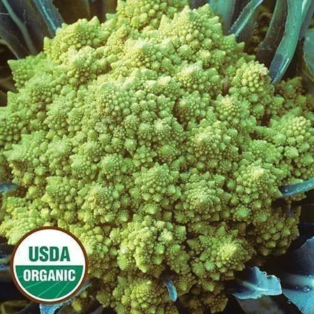 Seed Savers Exchange Cauliflower, Romanesco (Organic) Seed Savers Exchange