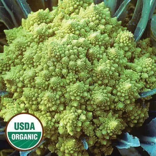 Seed Savers Exchange Cauliflower, Romanesco (Organic) Seed Savers Exchange