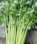 Seed Savers Exchange Celery, Tall Utah (Organic) Seed Savers Exchange