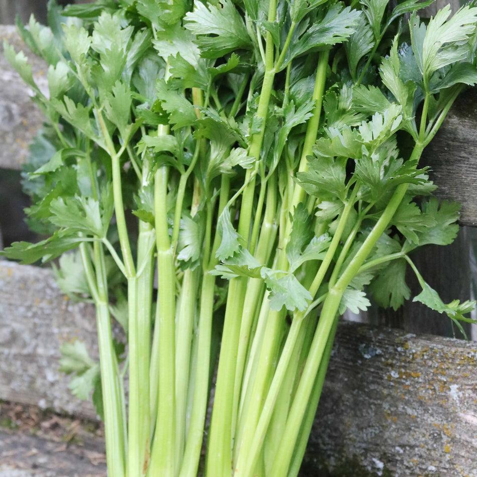 Seed Savers Exchange Celery, Tall Utah (Organic) Seed Savers Exchange