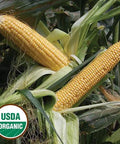 Seed Savers Exchange Corn, Golden Bantam (Organic) Seed Savers Exchange