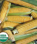 Seed Savers Exchange Corn, Golden Bantam (Organic) Seed Savers Exchange