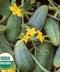 Seed Savers Exchange Cucumber, Bushy (Organic) Seed Savers Exchange