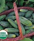 Seed Savers Exchange Cucumber, Bushy (Organic) Seed Savers Exchange