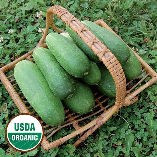 Seed Savers Exchange Cucumber, Double Yield (Organic) Seed Savers Exchange