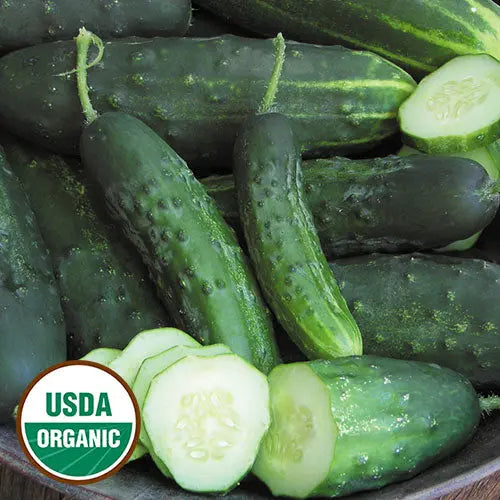Seed Savers Exchange Cucumber, Early Fortune (Organic) Seed Savers Exchange