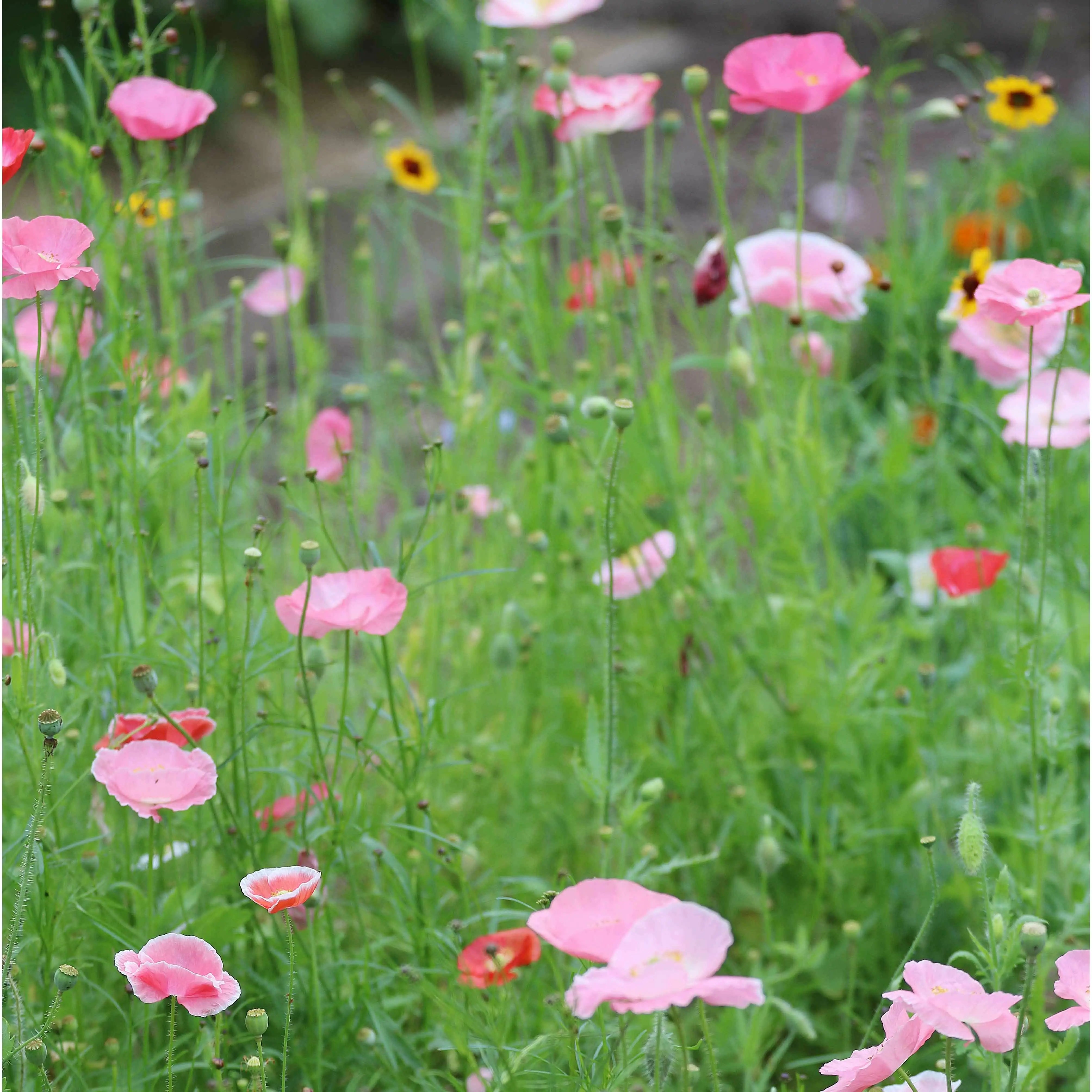 Seed Savers Exchange Flower, Bee Feed Mix Seed Savers Exchange
