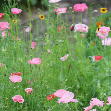 Seed Savers Exchange Flower, Bee Feed Mix Seed Savers Exchange