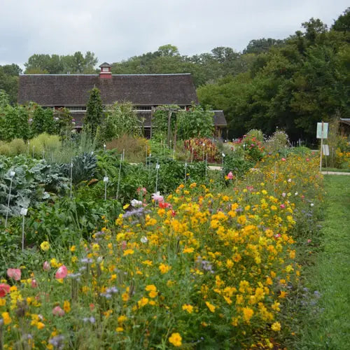 Seed Savers Exchange Flower, Bee Feed Mix Seed Savers Exchange