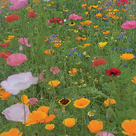 Seed Savers Exchange Flower, Bee Feed Mix Seed Savers Exchange