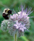 Seed Savers Exchange Flower, Bee's Friend Mix Seed Savers Exchange