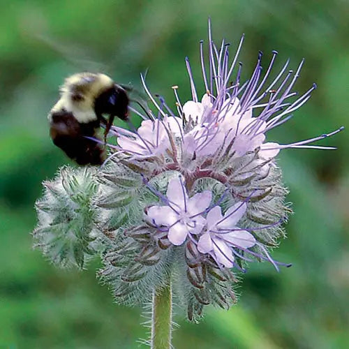 Seed Savers Exchange Flower, Bee's Friend Mix Seed Savers Exchange