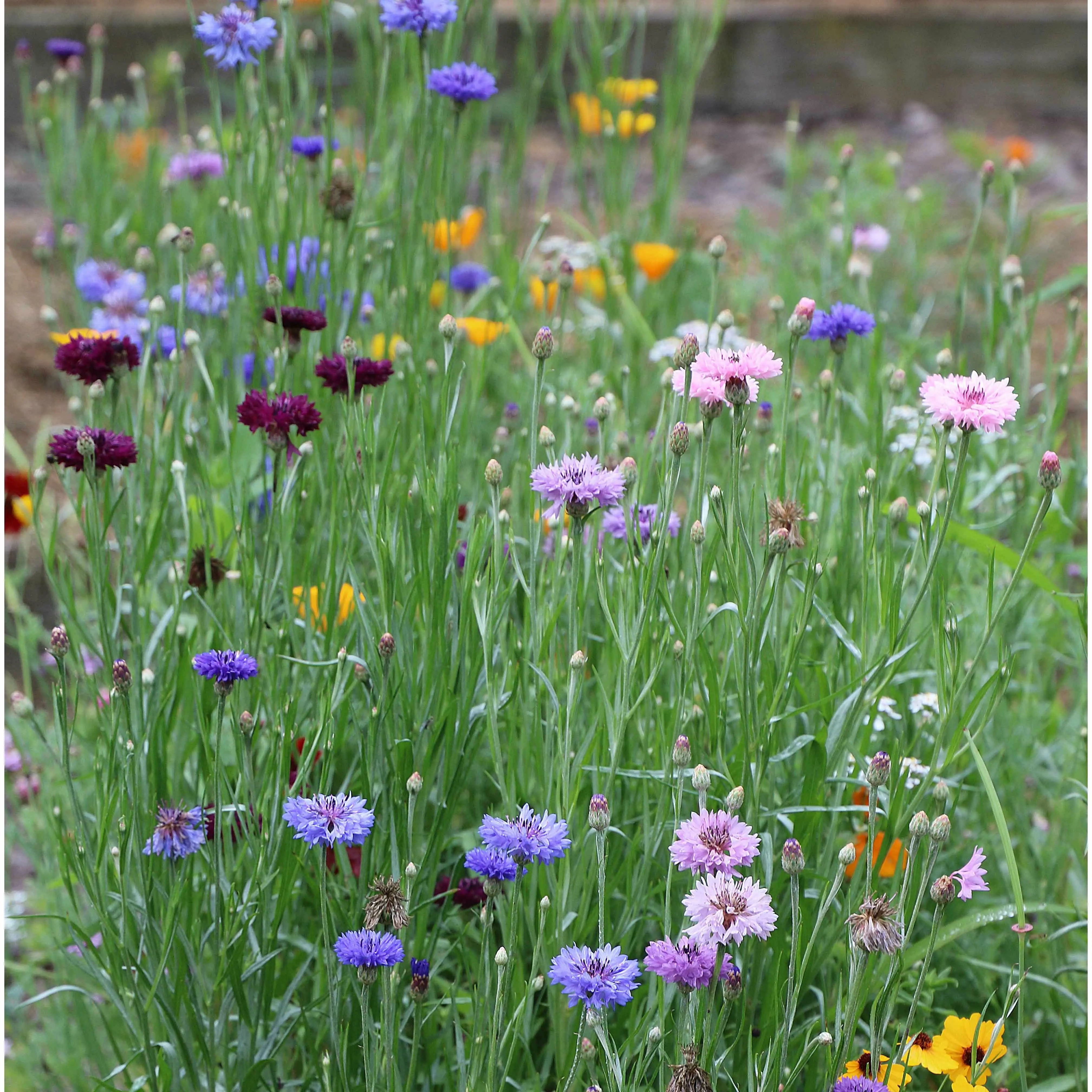 Seed Savers Exchange Flower, Bird and Butterfly Mix Seed Savers Exchange