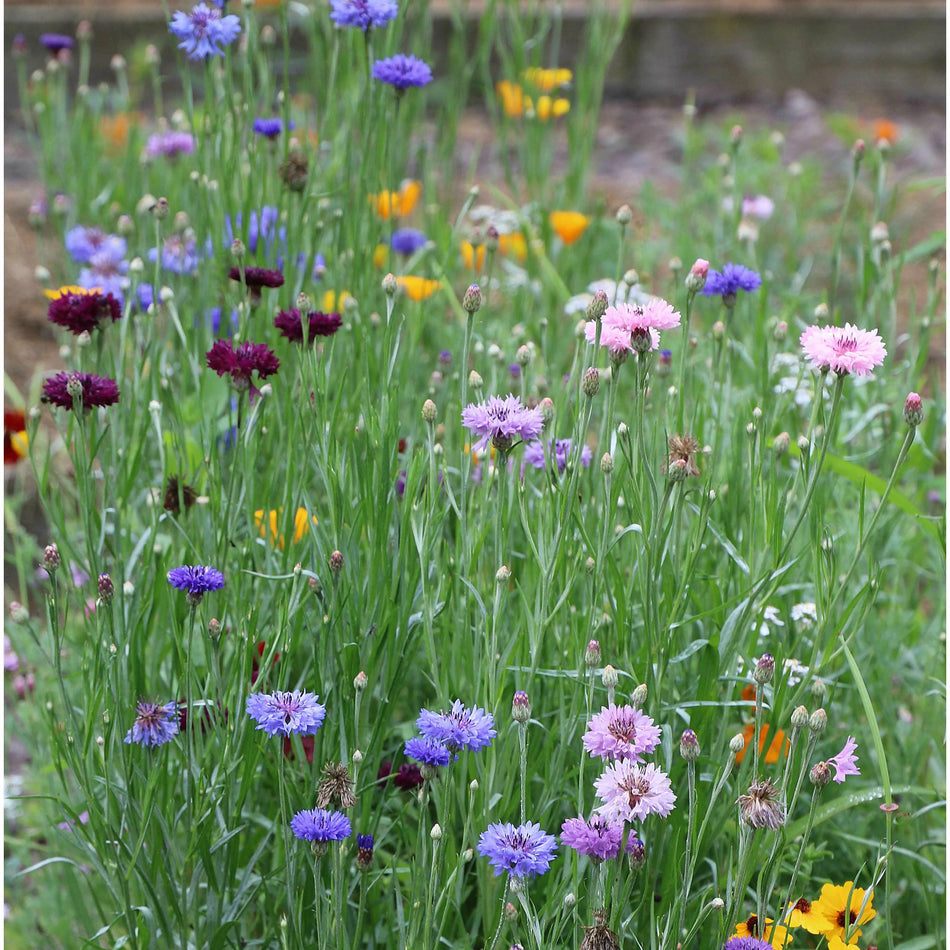 Seed Savers Exchange Flower, Bird and Butterfly Mix Seed Savers Exchange