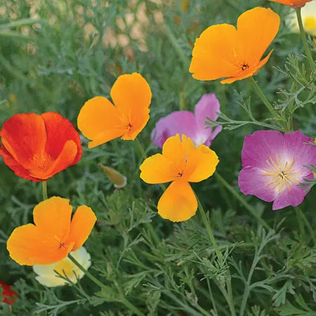 Seed Savers Exchange Flower, California Poppy Mix Seed Savers Exchange