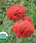 Seed Savers Exchange Flower, Chima Family Heirloom Poppy Seed Savers Exchange