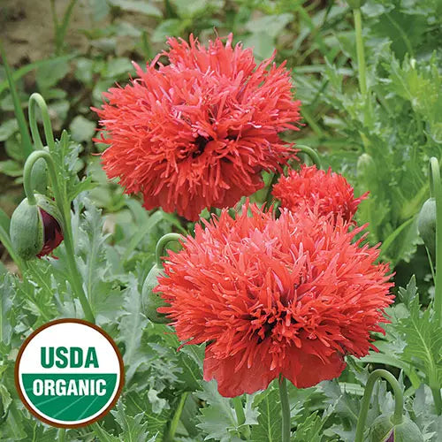 Seed Savers Exchange Flower, Chima Family Heirloom Poppy Seed Savers Exchange