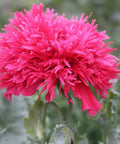Seed Savers Exchange Flower, Gatterman Heirloom Poppy Seed Savers Exchange