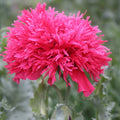 Seed Savers Exchange Flower, Gatterman Heirloom Poppy Seed Savers Exchange