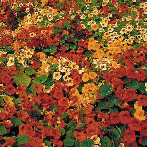 Seed Savers Exchange Flower, Tip Top Nasturtium Seed Savers Exchange