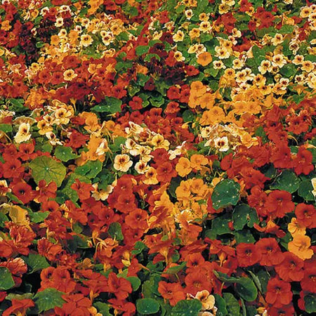 Seed Savers Exchange Flower, Tip Top Nasturtium Seed Savers Exchange