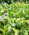 Seed Savers Exchange Greens, Spicy Greens Mix Seed Savers Exchange