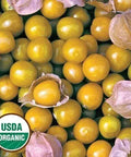 Seed Savers Exchange Ground Cherry, Aunt Molly's (Organic) Seed Savers Exchange