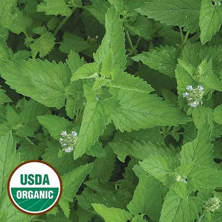 Seed Savers Exchange Herb, Catnip (Organic) Seed Savers Exchange