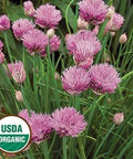 Seed Savers Exchange Herb, Chives (Organic) Seed Savers Exchange