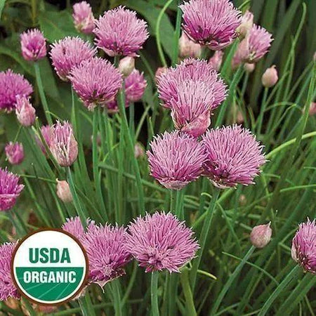 Seed Savers Exchange Herb, Chives (Organic) Seed Savers Exchange
