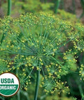 Seed Savers Exchange Herb, Dill Bouquet (Organic) Seed Savers Exchange