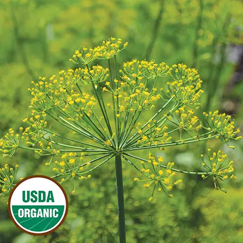 Seed Savers Exchange Herb, Dill Grandma Einck's (Organic) Seed Savers Exchange