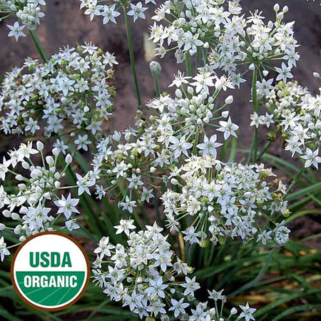 Seed Savers Exchange Herb, Garlic Chives (Organic) Seed Savers Exchange