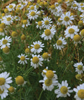 Seed Savers Exchange Herb, German Chamomile Seed Savers Exchange