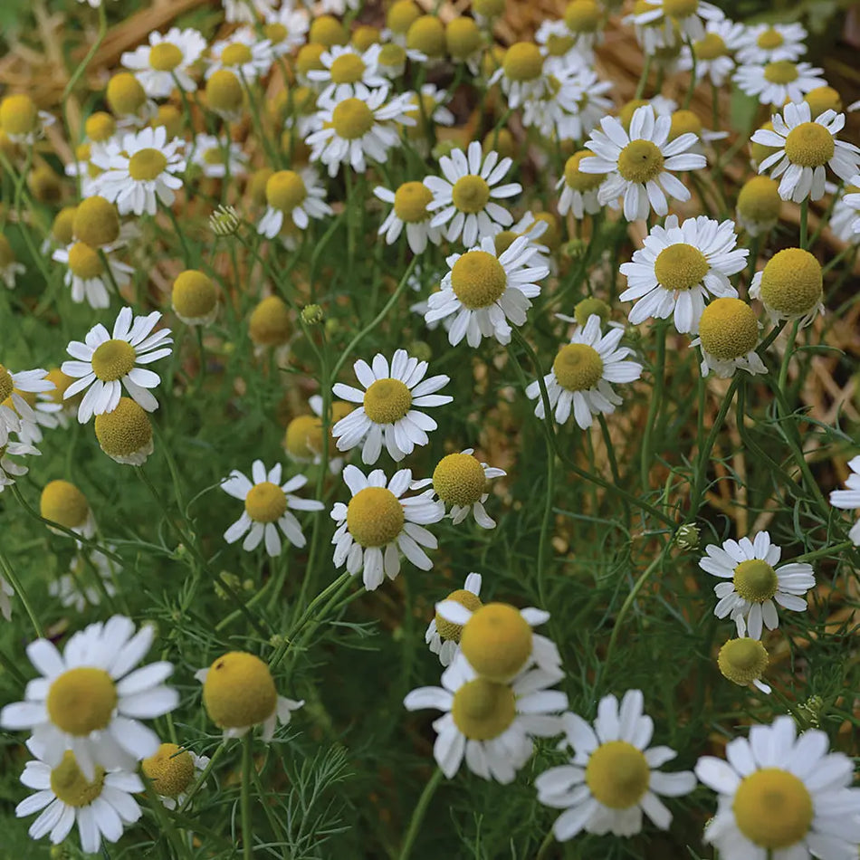 Seed Savers Exchange Herb, German Chamomile Seed Savers Exchange